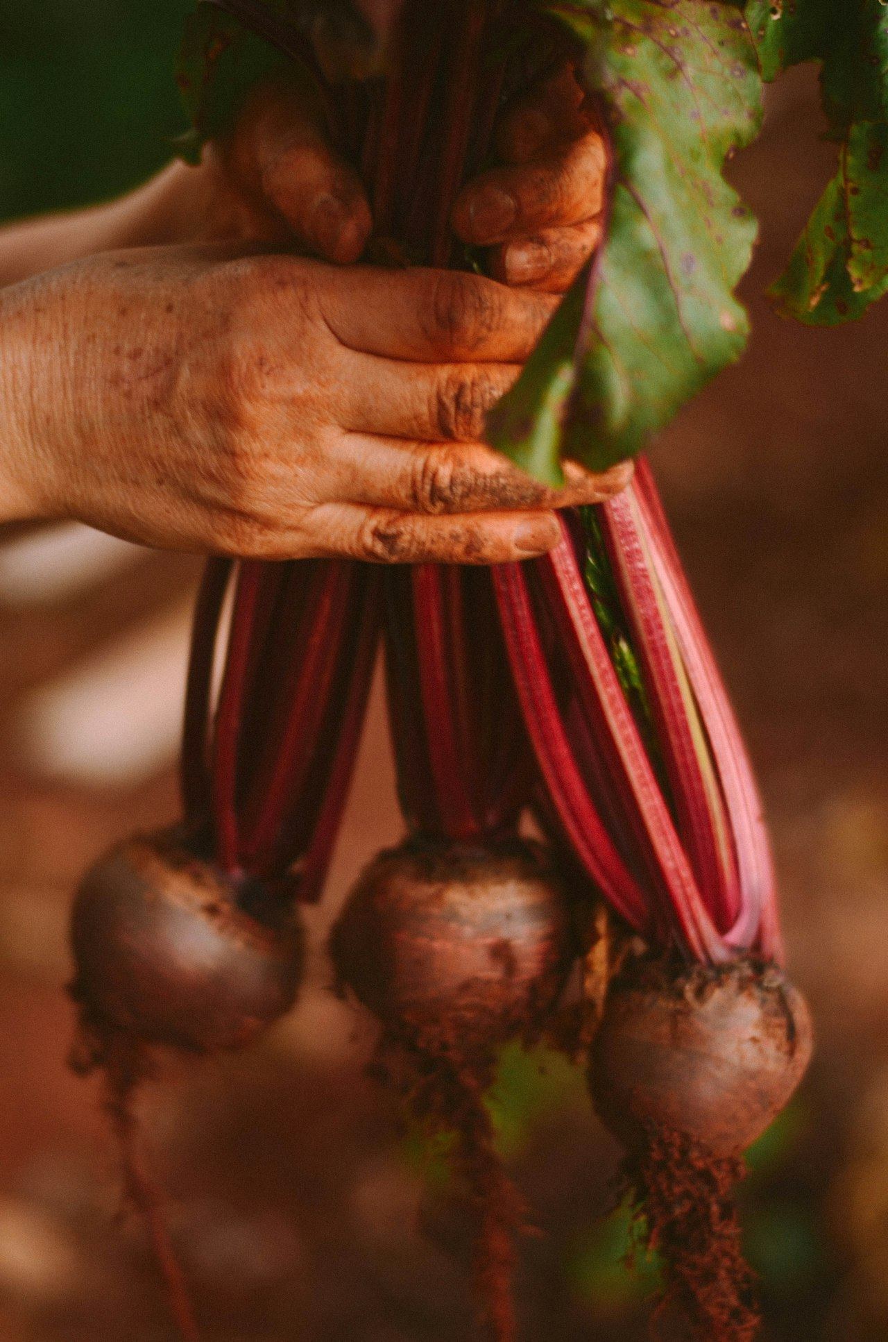 Hands holding a bunch of fresh beetroot