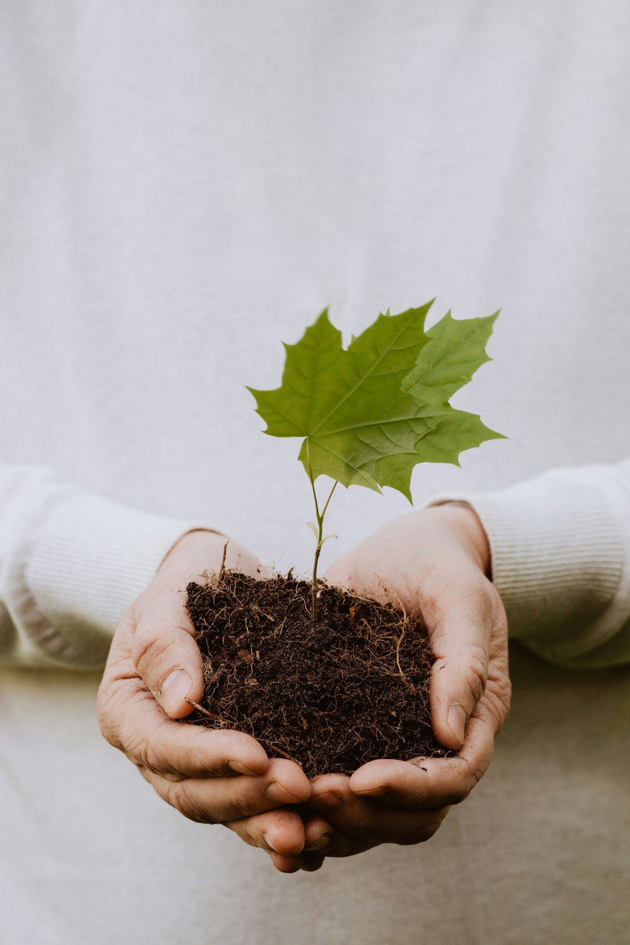 Seed-starting for beginners